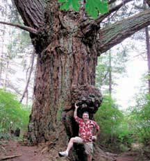 Texada giant: This behemoth is one of the sights to enjoy along the Texada Nature Trail.